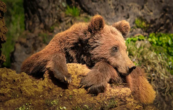 Look, face, nature, stones, paws, bear, lies, brown