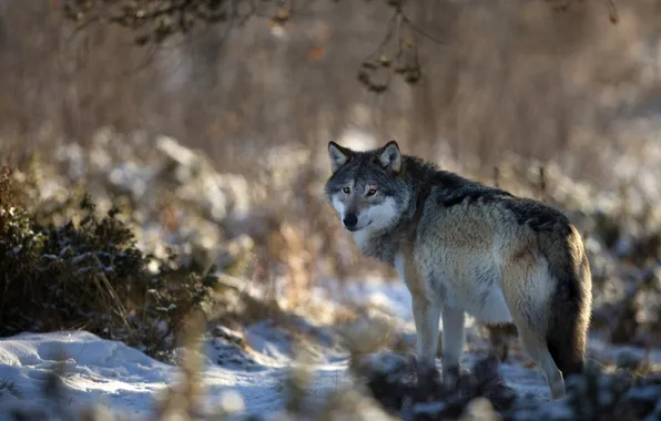 Nature, predator, animal, wolf, wildlife, portrait, portrait., Canis lupus. face