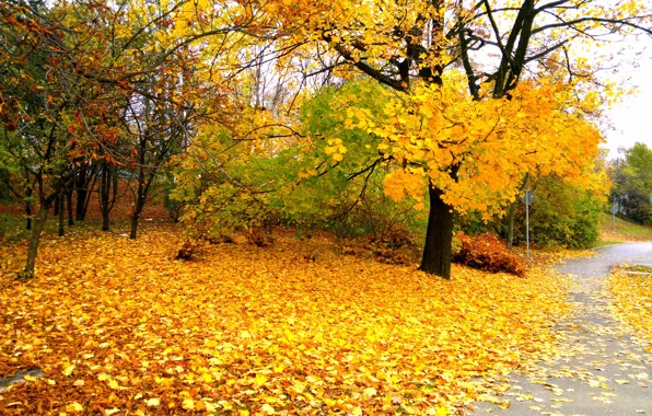Autumn, Poland, Warsaw, Fall, Foliage, Track, Autumn, Colors