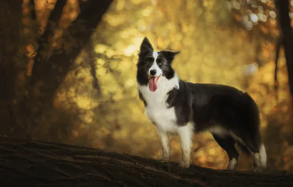 Autumn, forest, language, look, face, trees, nature, pose