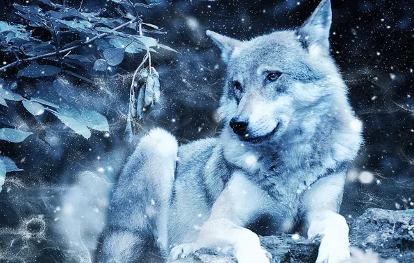 Vintage, nature, art, snow, predator, animal, photo of white wolf
