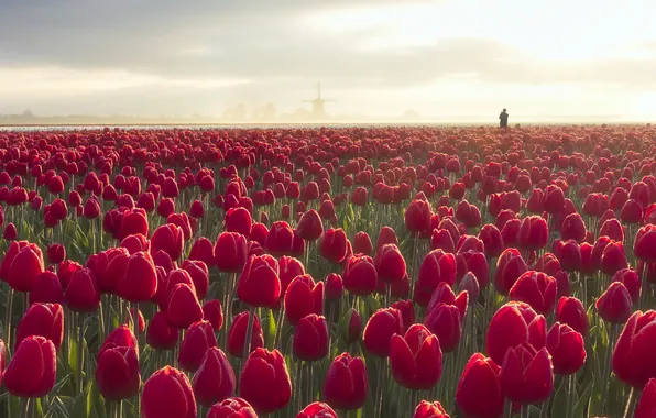Field, the sky, flowers, people, spring, dal, tulips, a lot