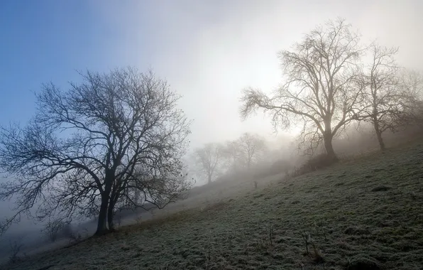 Trees, nature, fog, morning