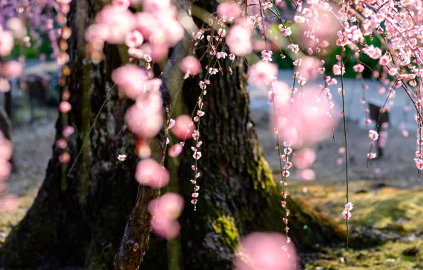 Flowers, nature, tree, spring, Sakura