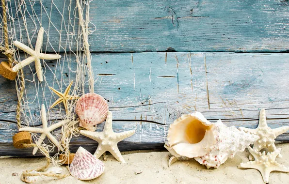 Sand, beach, shell, beach, wood, sand, marine, seashells