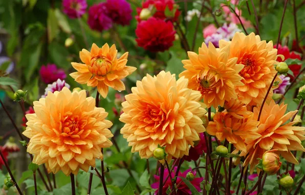 Flowers, garden, red, orange, flowerbed, a lot, bokeh, dahlias