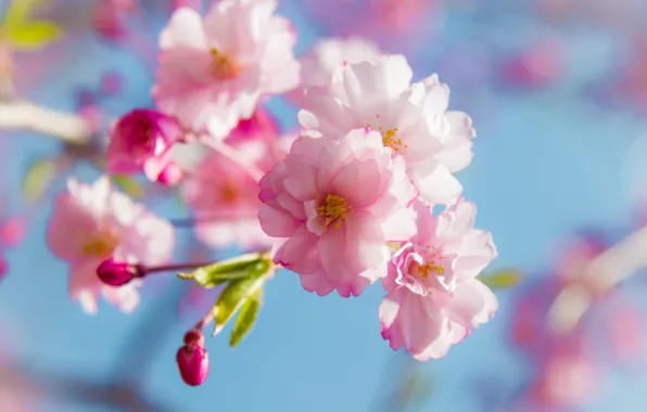 Light, flowers, tenderness, branch, spring, Sakura, pink, buds