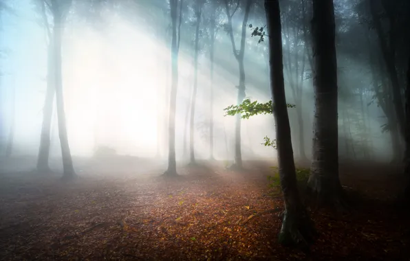 Picture forest, leaves, fog, morning