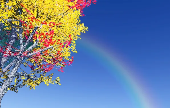 Picture the sky, tree, foliage, rainbow