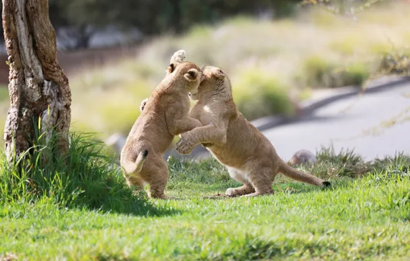 Picture the game, fight, pair, kids, wild cats, the cubs, cubs