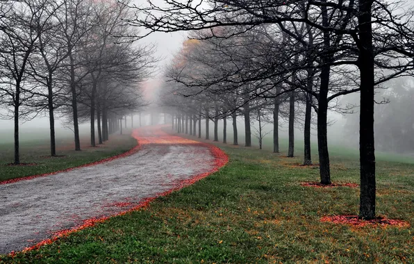 Picture road, autumn, trees, fog