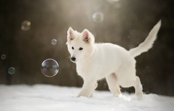 Winter, snow, bubbles, puppy, doggie, The white Swiss shepherd dog