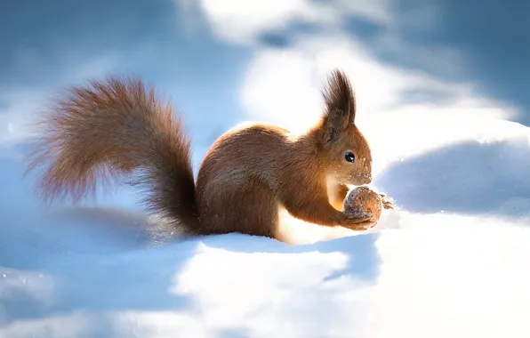 Winter, look, light, snow, nature, pose, glade, walnut