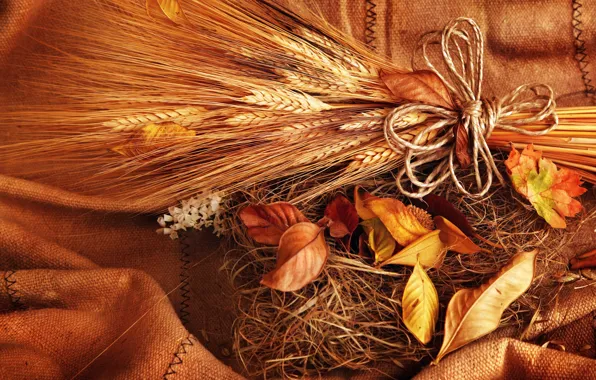 Wheat, autumn, leaves, grain, yellow, spikelets, ears