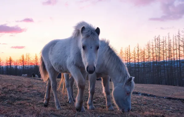 Field, forest, look, horses, the evening, slope, horse, pasture