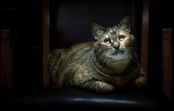 Cat, cat, mustache, look, light, pose, grey, chair