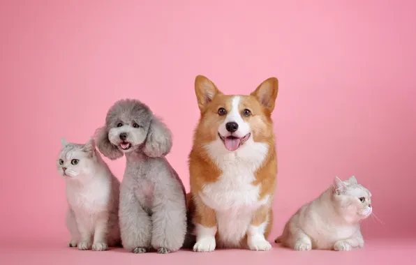 Language, cat, dogs, white, cat, cats, grey, together