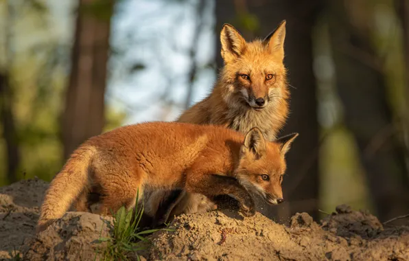 Look, light, pose, two, baby, Fox, pair, Fox