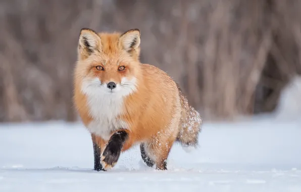 Picture winter, snow, Fox, red