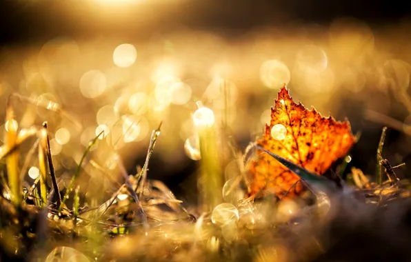 Picture autumn, grass, macro, yellow, nature, sheet, brown