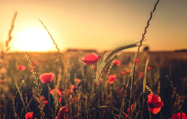 Field, summer, the sky, the sun, light, sunset, flowers, nature