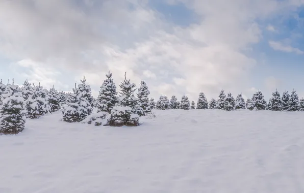 Cold, winter, forest, snow, trees, nature, tree, natural phenomenon