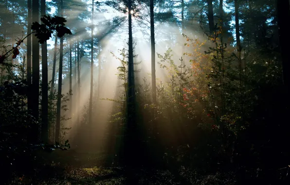 Picture forest, rays, light, trees, nature, the sun