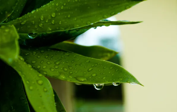 Picture leaves, drops, plant