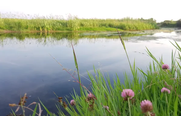 Grass, Summer, River