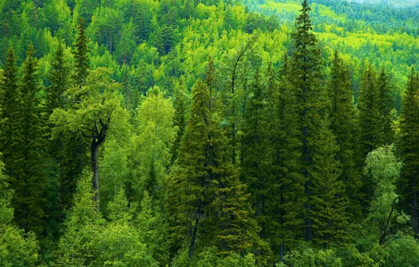 Greens, forest, trees, ate, Russia, taiga