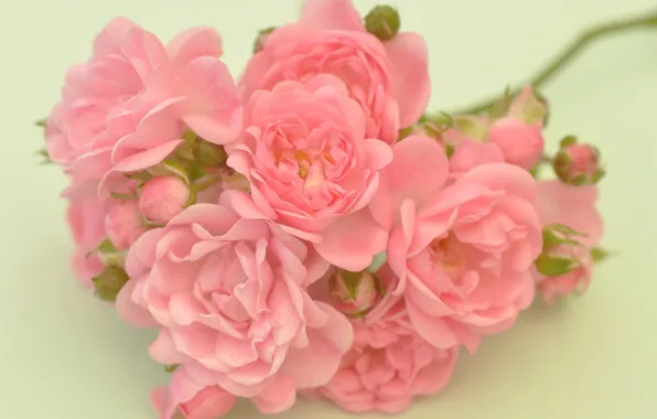 Picture background, roses, branch, petals, pink, buds