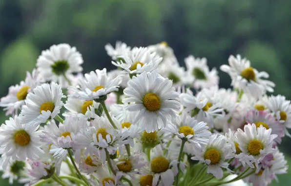 Summer, flowers, Bush, chamomile, garden, white, flowerbed, bokeh