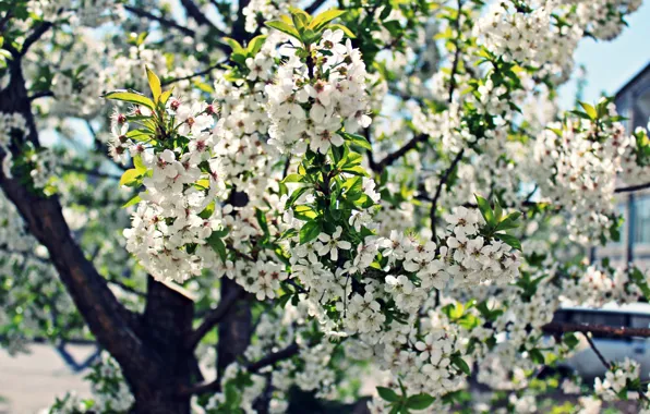 Picture flowers, spring, Apple