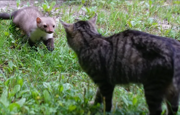 Cat, oops, two, friends, rodent, Animals, other