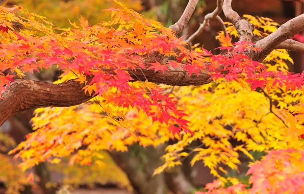 Autumn, leaves, trees, branches, the crimson