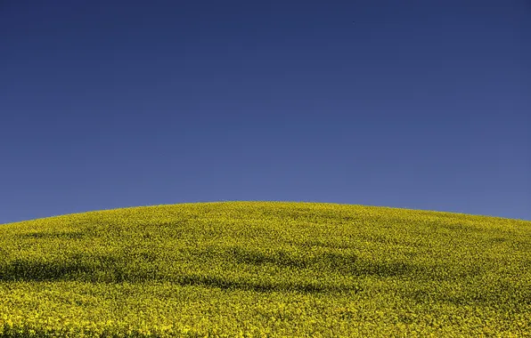 The sky, storm, line, hill, field of flowers