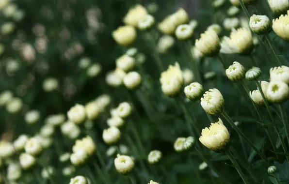 Picture field, summer, white, buds, chrysanthemum