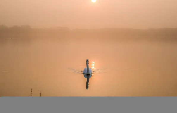 Picture lake, morning, Swan
