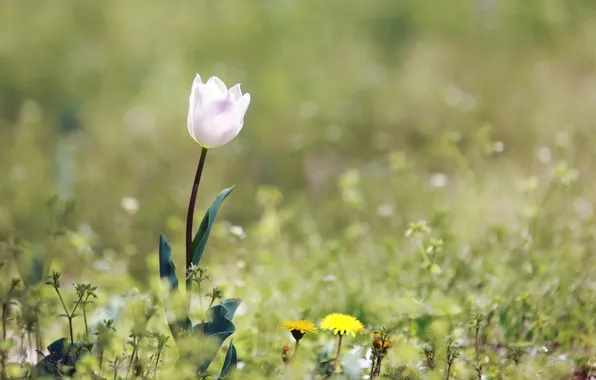 Field, summer, flowers, nature