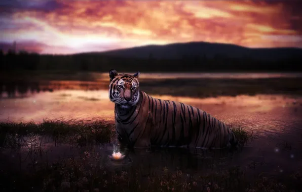 Picture flower, the sky, water, sunset, mountains, nature, tiger, river