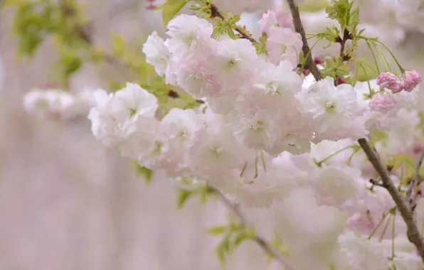 Branches, cherry, flowering