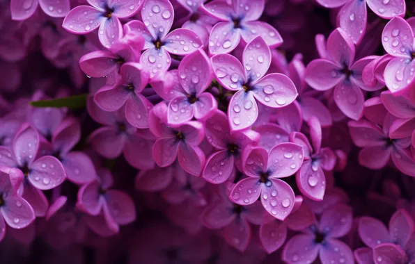 Picture flowers, lilac, AI art, spring, nature, neural network, inflorescence