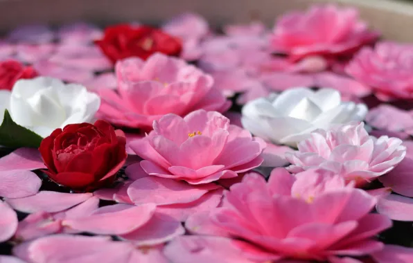 Water, petals, Camellia