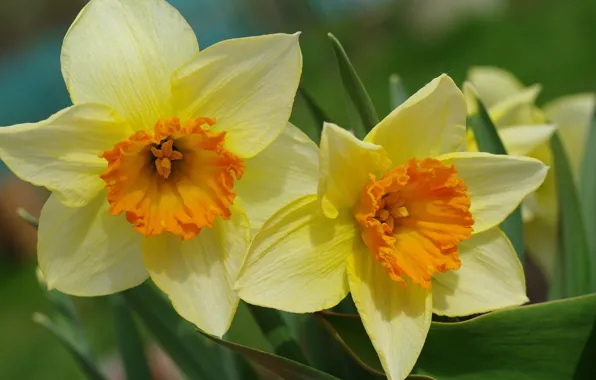 Flowers, very, Beautiful