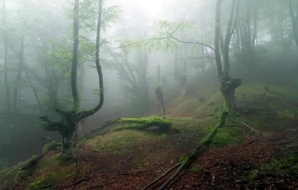 Forest, trees, nature, fog
