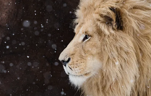 Picture look, face, snow, the dark background, background, portrait, Leo, profile