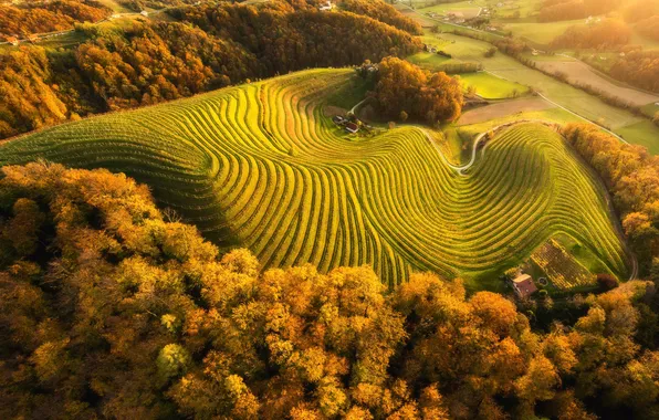 Autumn, forest, strip, field, the view from the top, relief