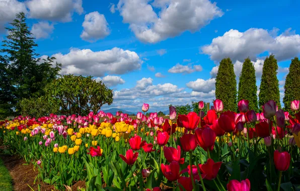 Picture the sky, clouds, trees, flowers, tulips, plantation