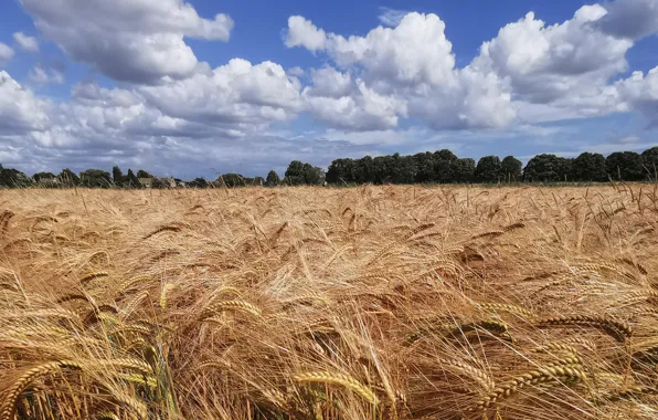 Field, the sky, clouds, trees, blue, rye, ears, cereals