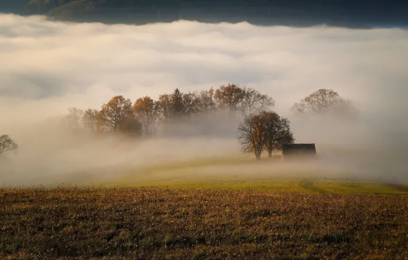 Picture field, autumn, grass, trees, mountains, fog, morning, haze